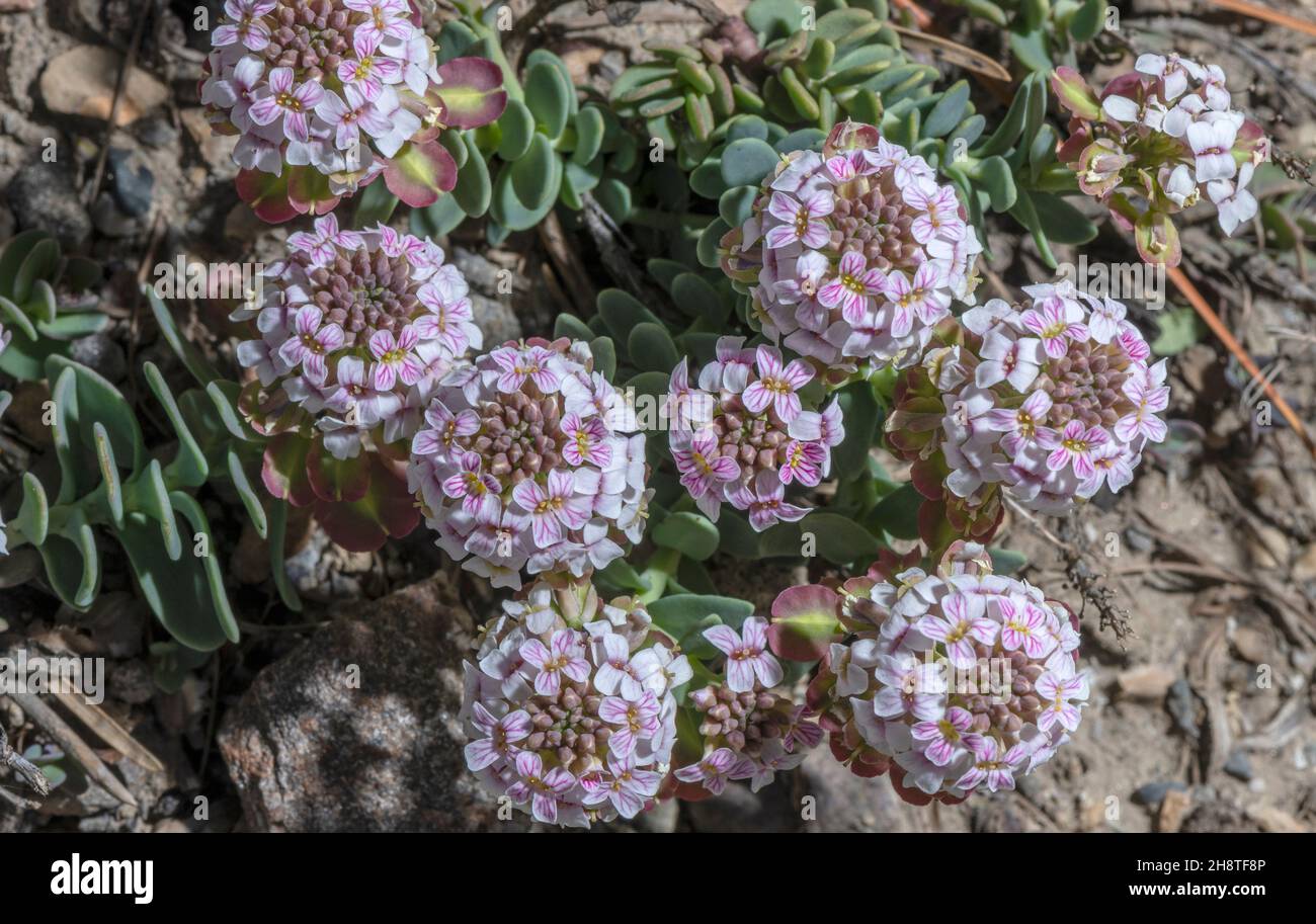 Thomas` Stonecress, Aethionema thomasianum, in flower; Aosta valley. Stock Photo